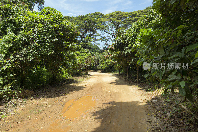 委内瑞拉Henry Pittier NP的可可种植园里的路